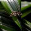 Nature_inspired_Oval_diamond_ring_details